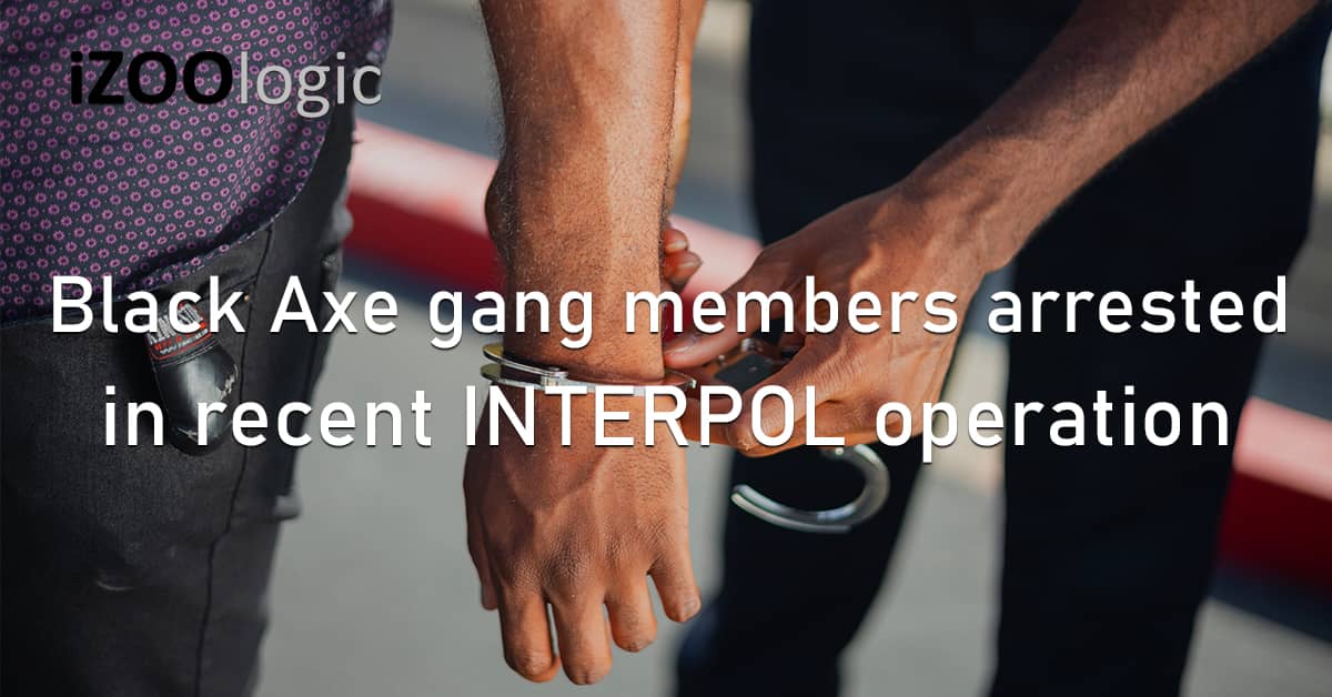 Black Axe Hacker Gang Cybercriminals Arrested INTERPOL Policy Enforcement