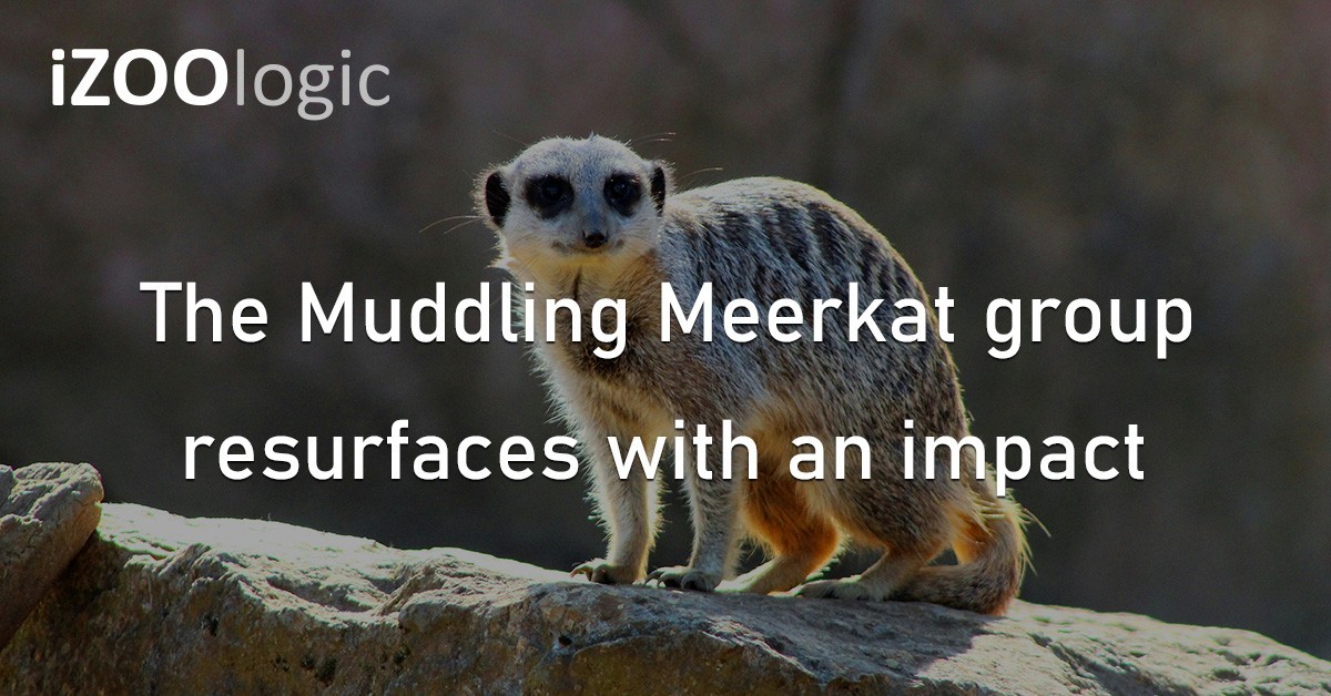 Muddling Meerkat Cybercriminals DNS Threat Campaign